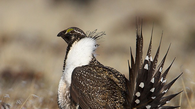 Pity the Poor Sage-Grouse