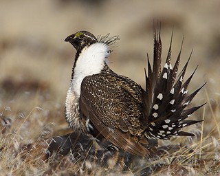 Pity the Poor Sage-Grouse