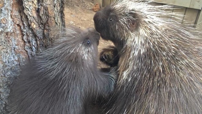 Mother and Daughter Porcupines