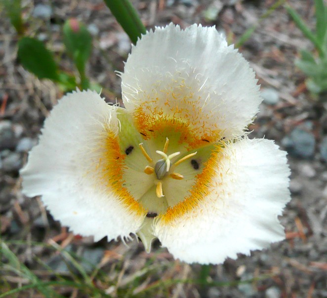 The native mariposa lily is a favorite wildlfower in Central Oregon
