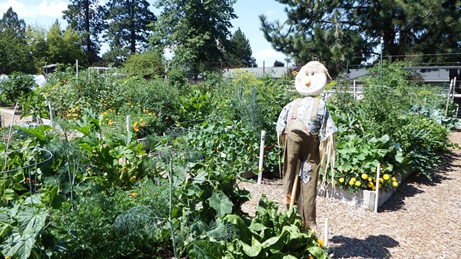 Scarecrow at Hollinshead Community Garden