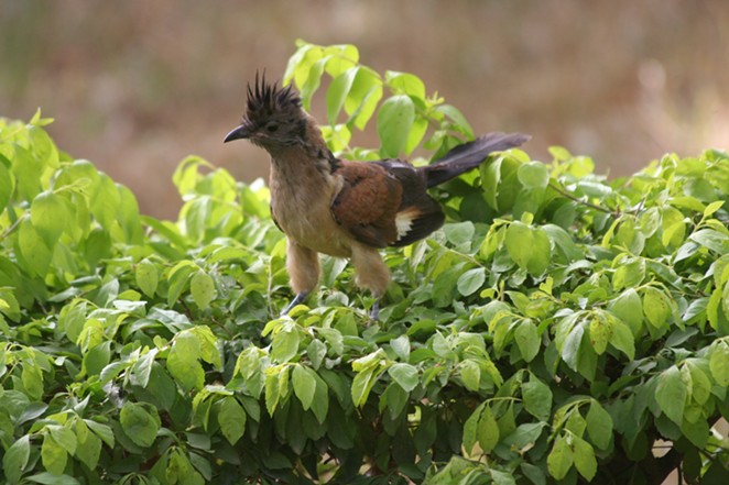 Immature levaillant's cuckoo