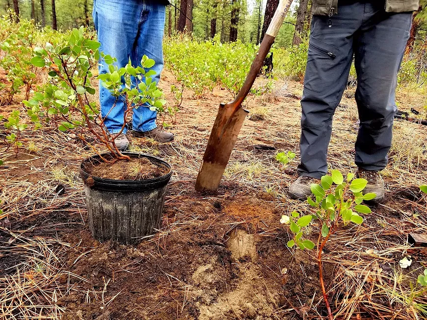 Forest Seedling Transplant Workshop