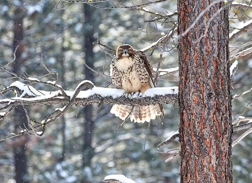 winter_raptors_sm.webp