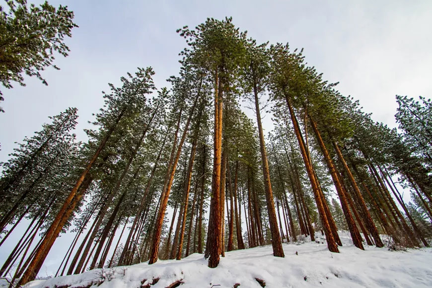 jan_23_wilderness.webp