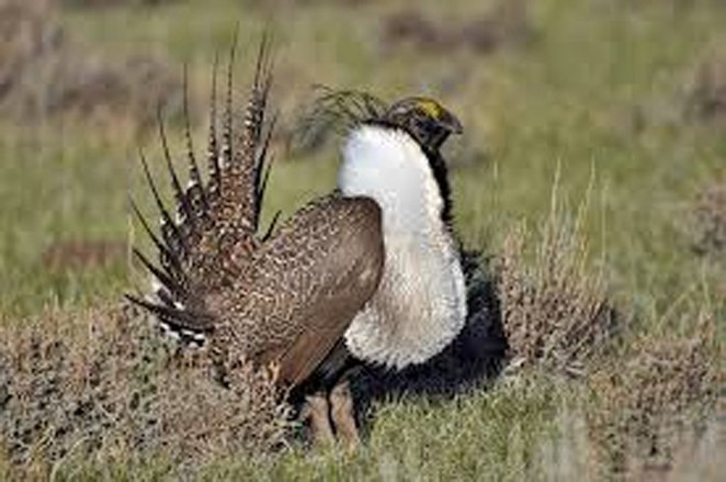 Male Sage-Grouse