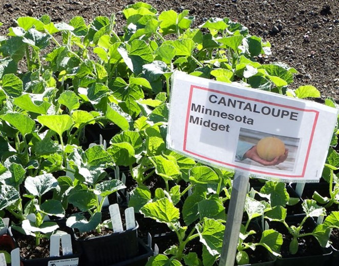 Minnesota Midget Cantaloupe