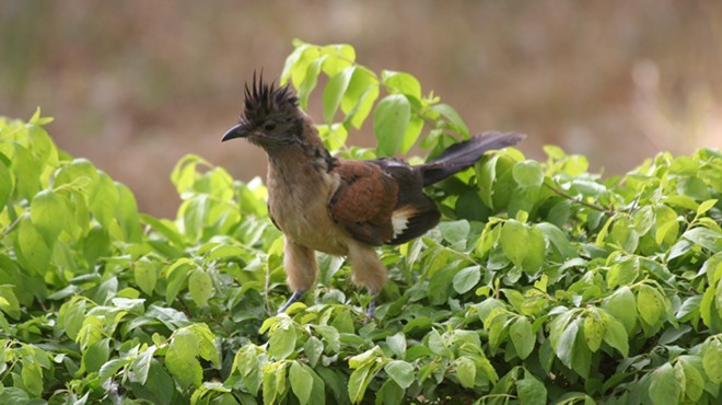 Birding Cote d'Ivoire Africa