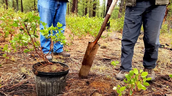 Image: Transplanting Forest Seedlings Workshop & Field Trip