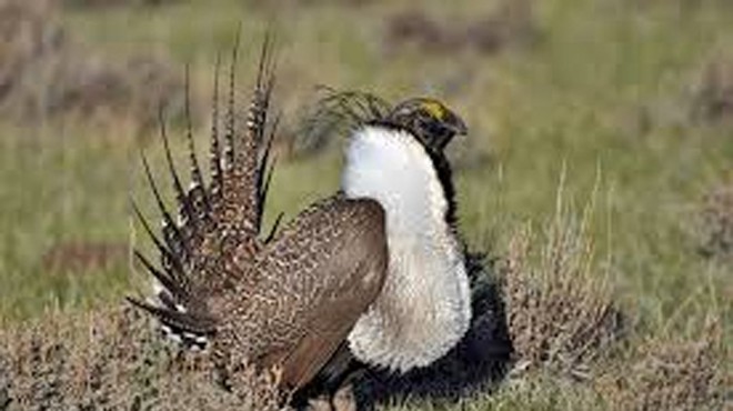 Plight of the Sage-Grouse: Biology Meets Botany in Oregon’s High Desert