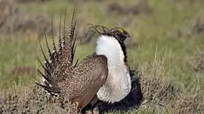 Image: Plight of the Sage-Grouse: Biology Meets Botany in Oregon&rsquo;s High Desert