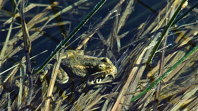 Frog Out of Water