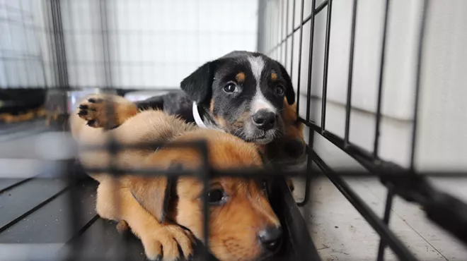 Image: Don't Shop, Adopt