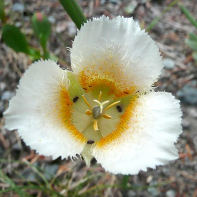 The native mariposa lily is a favorite wildlfower in Central Oregon