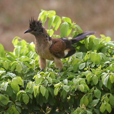 Immature levaillant's cuckoo