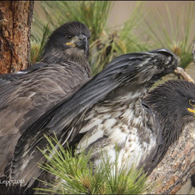Nesting Bald Eagles of Smith Rock