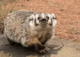 Image: Natural History Pub: An Inside Look At The Museum's Wildlife Training