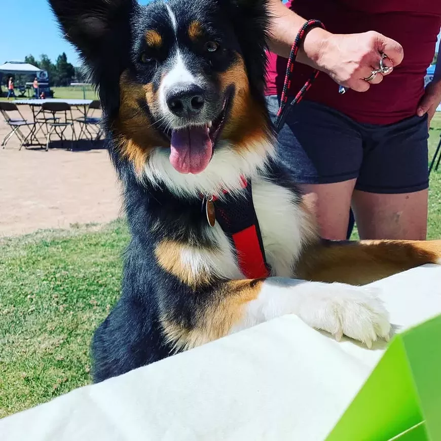 dog_on_table.webp