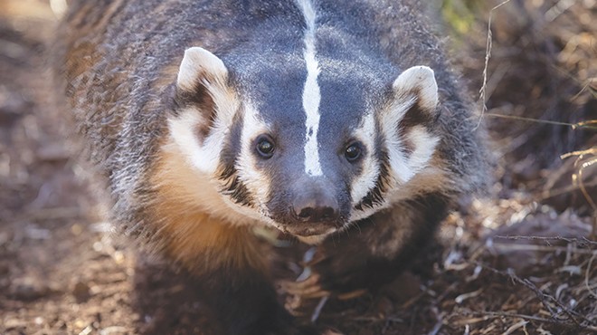 A Tale of Two Badgers