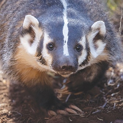 A Tale of Two Badgers