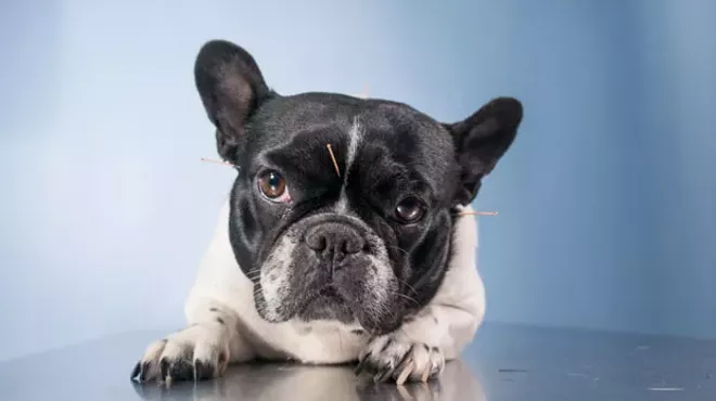 Image: Acupuncture For Dogs?