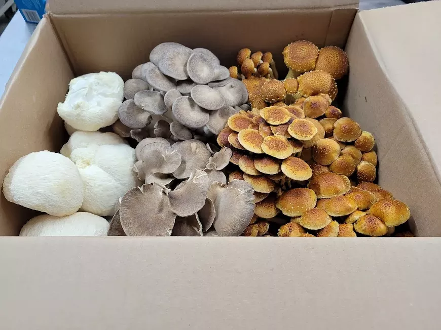 mushrooms_from_mushroom_class.webp
