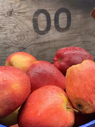 Image: Apple Pressing Party