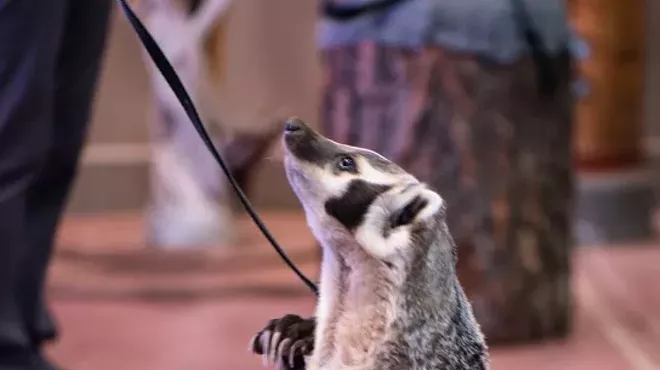 Image: Backpack Explorers: To Be a Badger