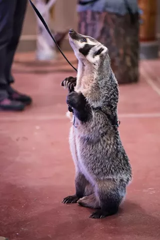 Image: Backpack Explorers: To Be a Badger