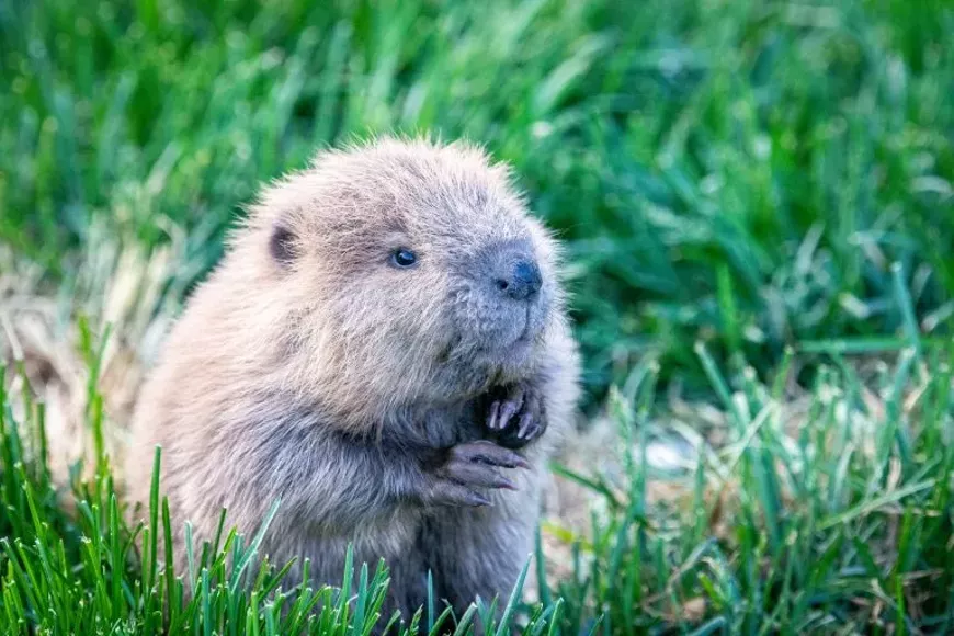 beaver.webp