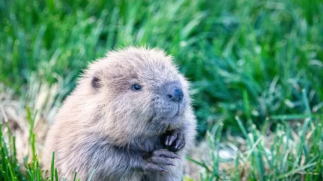 Image: Beavers! Natural History Pub