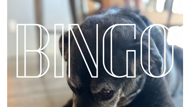 Image: Bingo for Senior Dogs