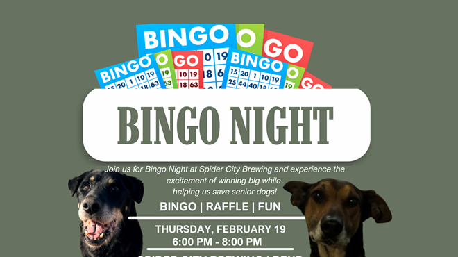 Image: Bingo for Senior Dogs