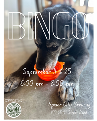Image: Bingo for Senior Dogs