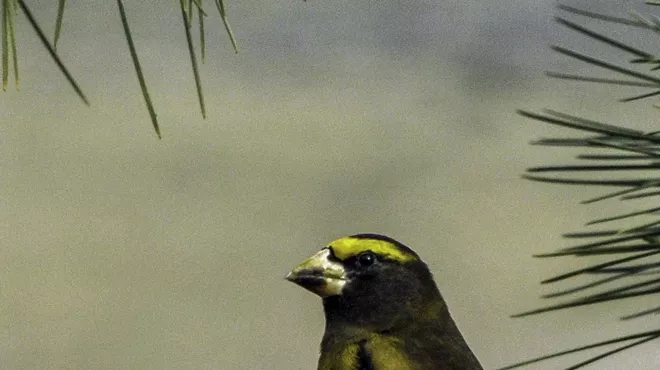 Image: Bird Surveyor Site Orientation