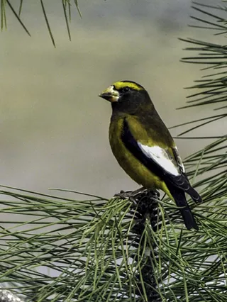 Image: Bird Surveyor Site Orientation