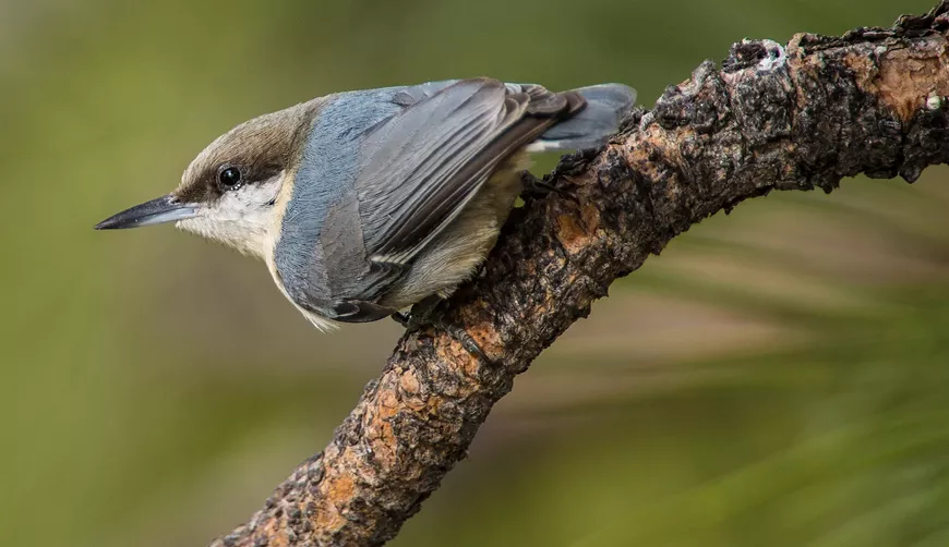 kk.cowildlife_pygmy_nuthatch_feb2320_tv.webp