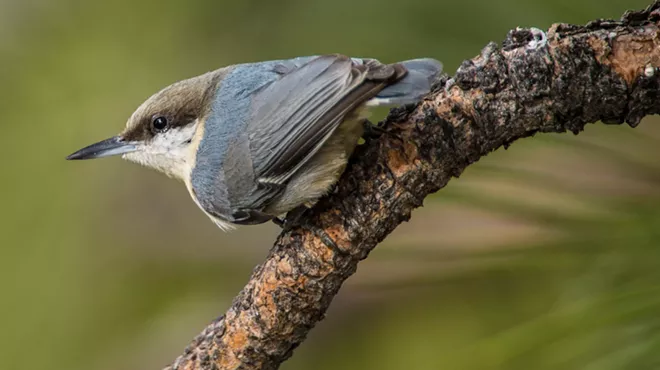 Image: Birding Big Sit