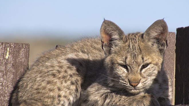 Bobcat Bludgeoning Raises Concerns