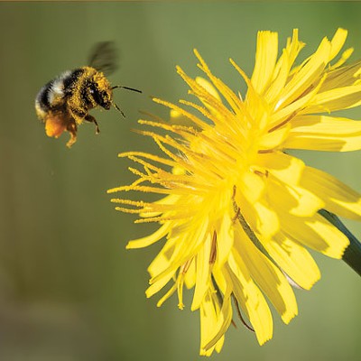 Building a Pollinator Garden