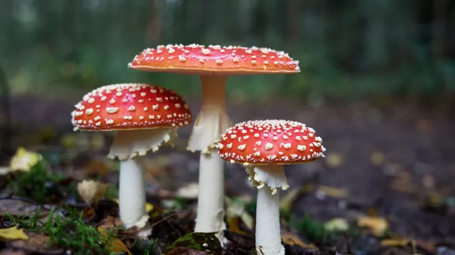 Image: Central Oregon Mushroom Club Guest Speaker on Morels