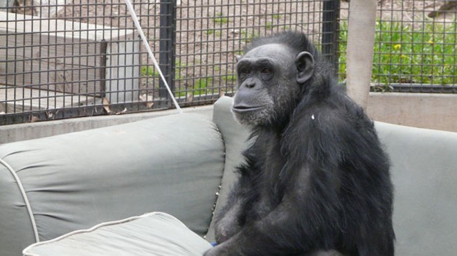 Chimp Controversy