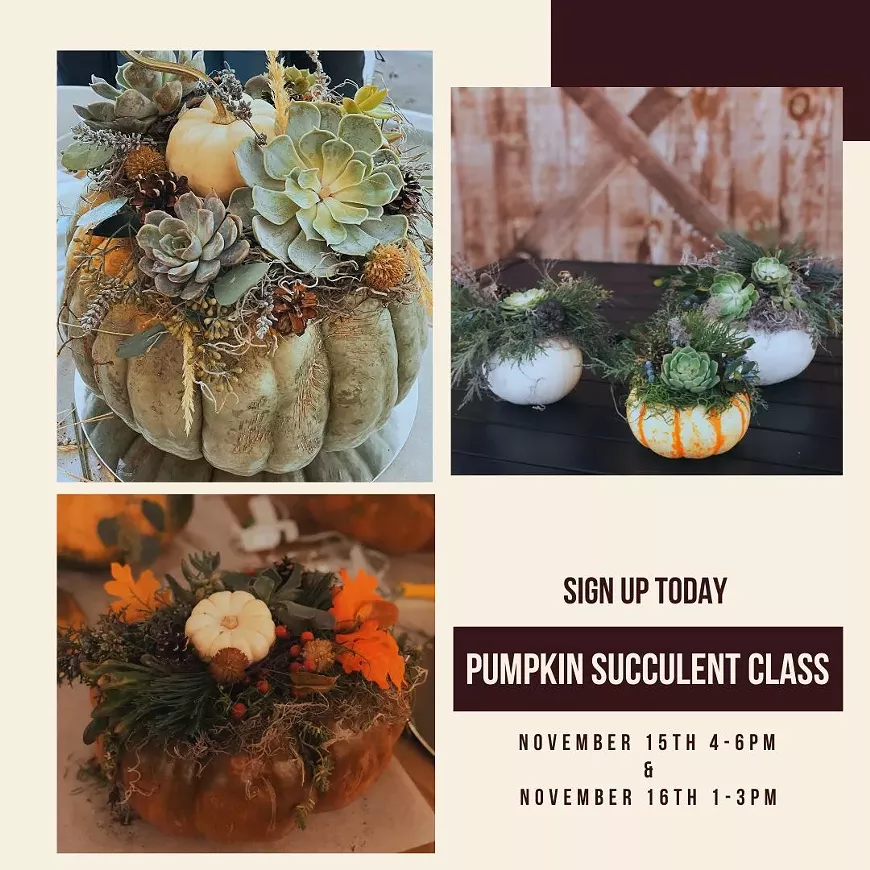 Create a Beautiful Succulent Pumpkin at the Vineyard!