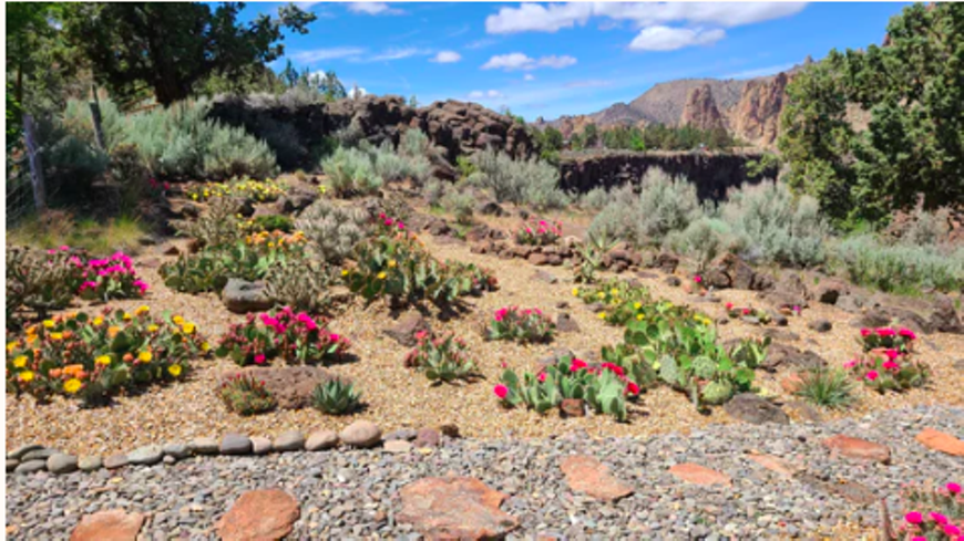Blooming Cacti at Smith Rock Cactus Company