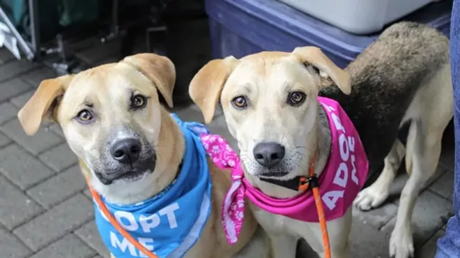 Image: Dog Adoption Event