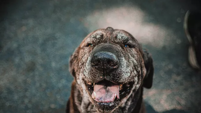 Image: Dog Adoption Event