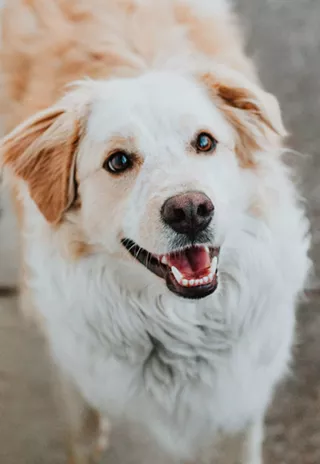 Image: Dog adoption event