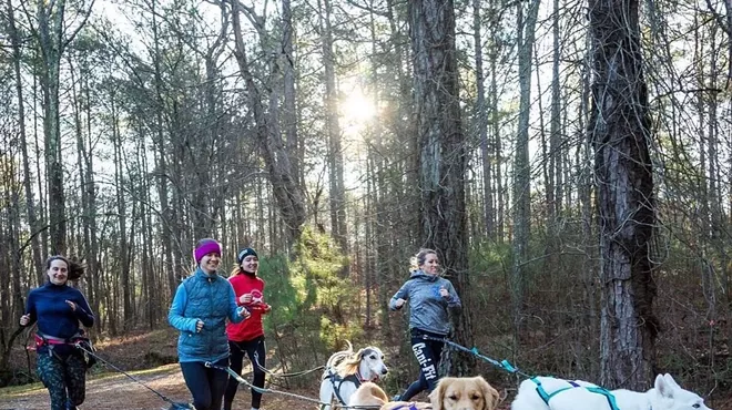 Image: DogTown USA Canicross Dog & Jog