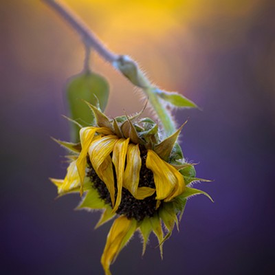 Last Sunflower