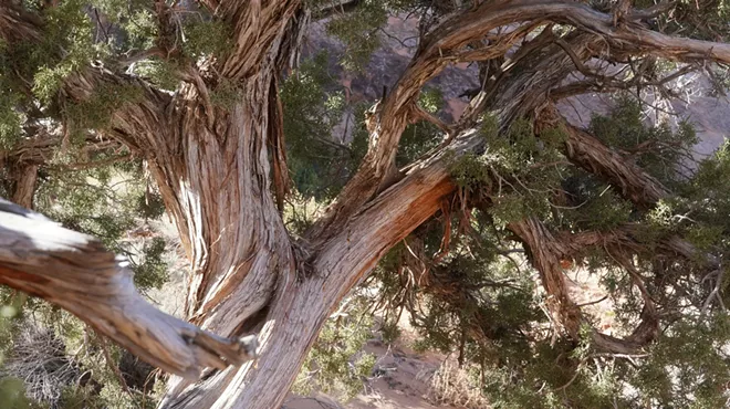 Image: Elders or Encroachers? An Old-Growth Juniper Walk